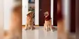 Perrito hace cómica parodia del tema ‘Me miró y la miré’ y cautiva a todos en TikTok [VIDEO]