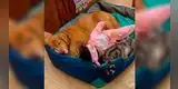 Mira el adorable momento en el que un perro y gato acurrucan a su pequeña dueña mientras duerme [VIDEO]