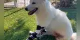 Perrita conmueve a todos al correr por primera vez con sus prótesis nuevas [VIDEO]