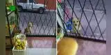 Perrito callejero se convierte en el primer cliente de una tienda y recibe un bocadillo como regalo [VIDEO]