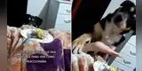 Familia hace creer a su perro que es 'invisible' y su reacción hace reír a miles en TikTok [VIDEO]