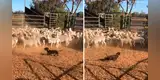 Perrito guía a un rebaño de ovejas hacía el establo de su dueño y curiosa escena se vuelve viral [VIDEO]