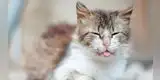 Mascotas: ¿Cómo saber si mi gato está mal del estómago?