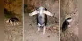 Oso hormiguero recibe con curioso gesto a las personas que lo rescatan de un incendio forestal [VIDEO]