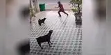 Joven detiene a unos perros guardianes con curiosos movimientos de Kung Fu [VIDEO]