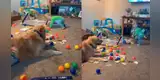 Perro tiene peculiar actitud al jugar con su pequeño dueño y cómica escena se vuelve viral [VIDEO]
