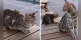 Gatito ‘travieso’ muerde la cola de su madre y ella tiene peculiar manera de llamarle la atención [VIDEO]