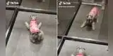 Perrita descubre su reflejo al interior de un ascensor y tiene curiosa reacción al verse [VIDEO]