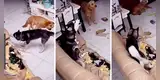 Perros aprovechan ausencia de su dueña y causan terribles destrozos en su sala [VIDEO]