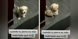Cachorrito se molesta con su joven dueña y se lo hace saber de una cómica manera [VIDEO]