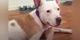 Perrita fue abandonada por su dueña y pasó la mitad de su vida dentro de una jaula [VIDEO]