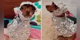 Joven disfraza a su perro con papel aluminio y resultado divierte a miles [VIDEO]