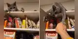 Gato cuida que su dueño 'no rompa la dieta' resguardando la comida [VIDEO]