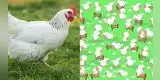 Facebook viral: encuentra a la gallina camuflada entre las ovejas [FOTOS]
