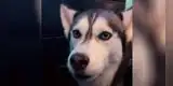 Perro intenta responderle a su dueña “I love you” y conmueve a TikTok [VIDEO]
