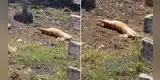 Captan a gato 'tomando el sol' y escena divierte en redes sociales [VIDEO]
