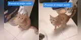 Gato finge cojear para que su dueño le sirva la comida primero [VIDEO]