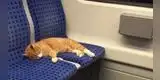 Gato es retirado de un tren por “colarse sin boleto” y escena se vuelve viral [VIDEO]