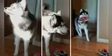 Perro no quiere devolver la zapatilla de su dueña y realiza cómico 'berrinche' para evitarlo [VIDEO]