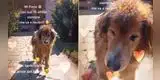 Perrito de 15 años conmueve a miles al recibir a su dueño como si fuese un cachorro [VIDEO]