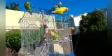 ¡Traviesos! Loros abren las jaulas de otras aves para liberarlas [FOTOS]