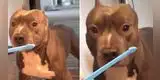 Perro se niega a lavarse los dientes y tiene divertida reacción al ver el cepillo [VIDEO]