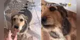 Perrita rescatada esconde su comida porque cree que alguien se la puede quitar [VIDEO]
