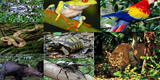 Conoce las 8 regiones naturales del Perú: Rupa rupa, flora y fauna