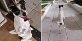 Perrito que nació con las patas torcidas conmueve a miles con sus ganas de vivir [VIDEO]