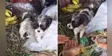 Perrito fue abandonado en un basurero, lo alimentan y así luce ahora [VIDEO]