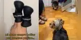 Le compra zapatos a sus perros y estos tienen divertida reacción al probárselos [VIDEO]