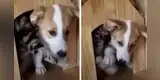 Gato no quiere alejarse de su 'amigo' y lo evita de una cómica manera [VIDEO]