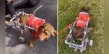 Perrito recibe su primera silla de ruedas casera y emociona a miles con su reacción [VIDEO]