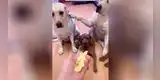 El video del perrito delatando a su amigo se vuelve viral en TikTok [VIDEO]