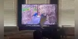 Gato intenta atrapar a un pájaro dentro del televisor y termina destruyéndolo [VIDEO]
