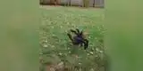 Joven disfraza a su gallina de araña y animales huyen del miedo [VIDEO]