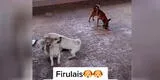 Perrito aprovecha que sus amigos andan peleando y se roba la comida de ellos [VIDEO]
