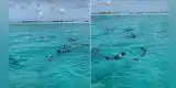 Perro se hace 'amigo' de dos delfines y son captados jugando en medio del mar [VIDEO]