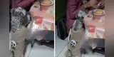 El curioso ‘pedido’ de un perrito a su dueña cuando ella está cenando [VIDEO]