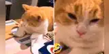 Gato acompaña a su dueño a cortar cebollas y termina 'llorando' [VIDEO]