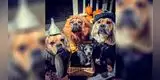 Perritos rescatados cautivan las redes sociales tras disfrazarse para Halloween [VIDEO]