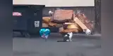 El curioso ‘acto de amor’ de un gato hacía una felina que vive con él en la calle [VIDEO]