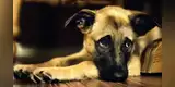 La conmovedora historia de un perro que cuidó a su dueño hasta su muerte [VIDEO]