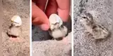 Pollito recién nacido tiene problemas para salir del cascarón y hombre tuvo noble gesto [VIDEO]