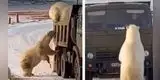 Video de unos osos polares “revisando” un camión de basura se vuelve viral [VIDEO]
