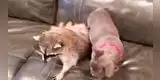 Joven descubre que su perro y un mapache se volvieron ‘mejores amigos’ [VIDEO]
