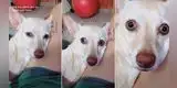 Le dice a su perrita que ya 'descubrió que habla' y can tiene épica reacción [VIDEO]