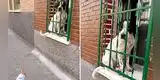“Es una cabra”: niña confunde a perrito y este tiene divertida reacción [VIDEO]