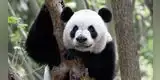 El desafío viral que no es apto para impacientes: ¿Logras ver el oso panda oculto? [FOTO]