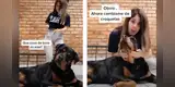 Cumple reto de baile en TikTok y la peculiar reacción de su perro se roba todas las miradas [VIDEO]
